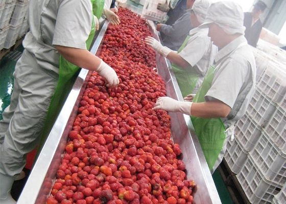 Industrial Mulberry Raspberry Berry Processing Equipment High Stability